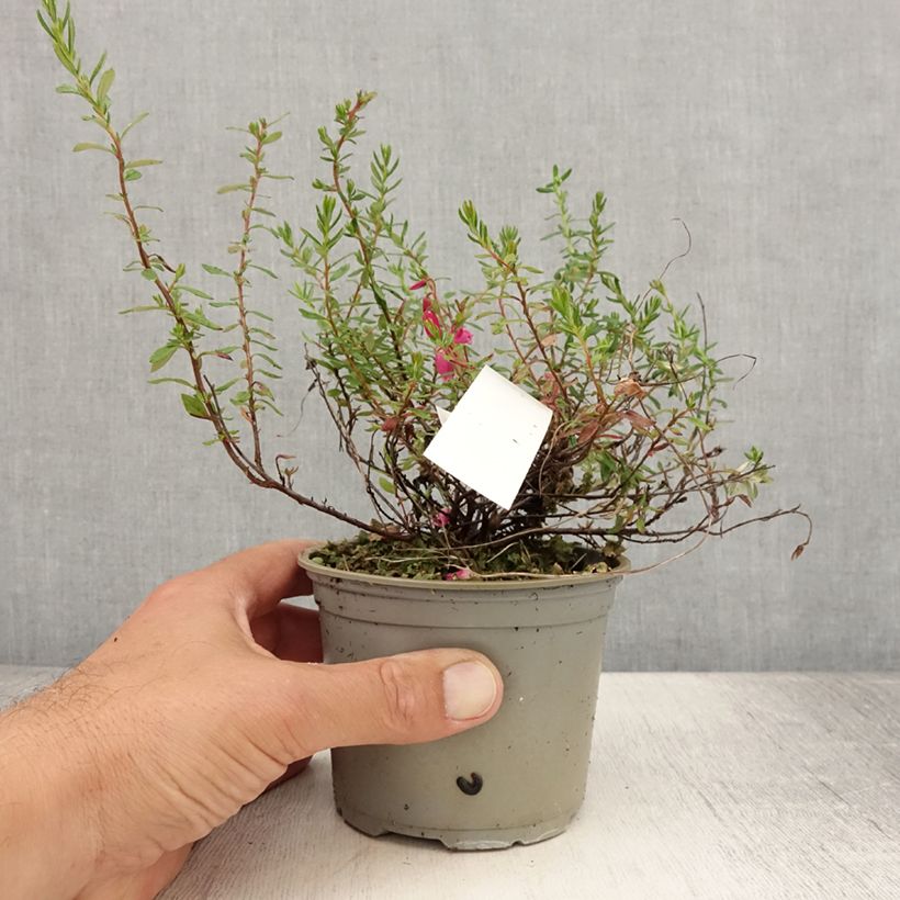 Daboecia cantabrica Waleys Red - Irish Heath 12cm pot sample as delivered in summer
