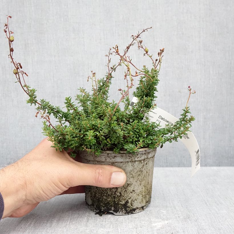 Daboecia scotica Goscote 10cm/11cm pot sample as delivered in autumn