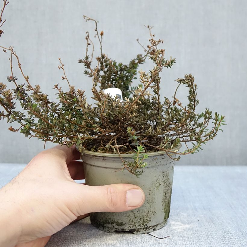 Daboecia scotica Goscote 12cm pot sample as delivered in winter