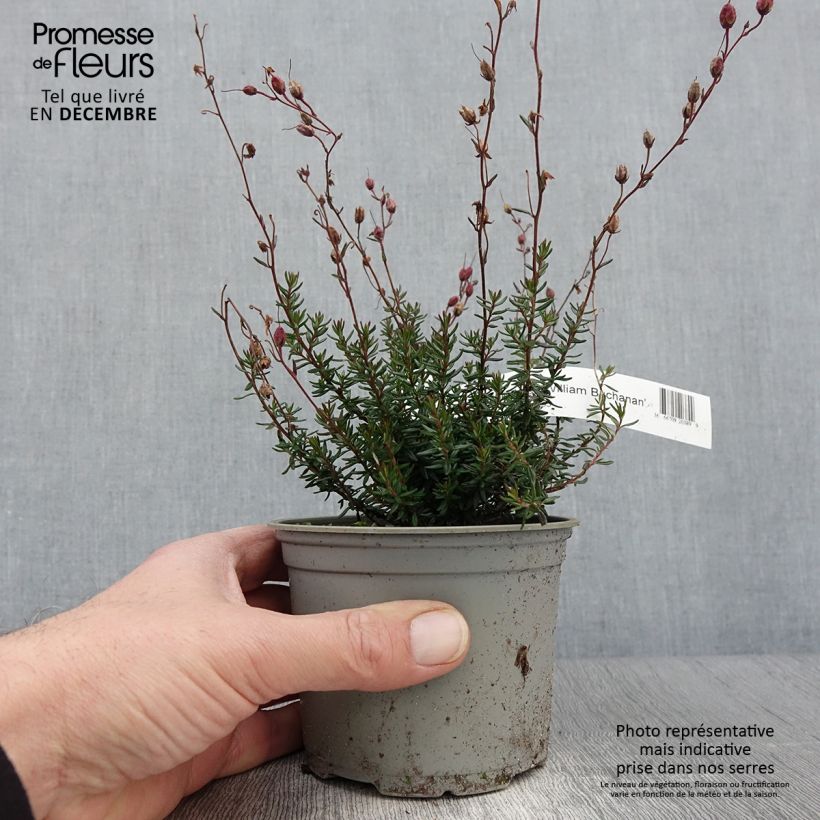 Daboecia scotica William Buchanan - Irish Heath 12cm pot sample as delivered in autumn