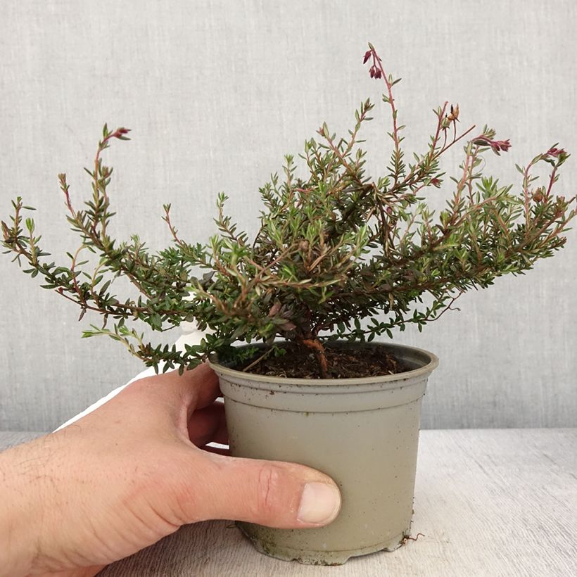 Daboecia scotica Goscote 12cm pot sample as delivered in spring