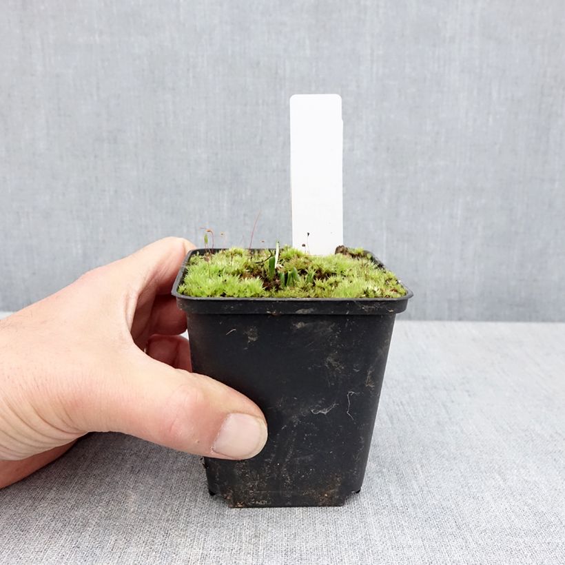 Dactylorhiza Foliorella 8/9 cm pot sample as delivered in spring