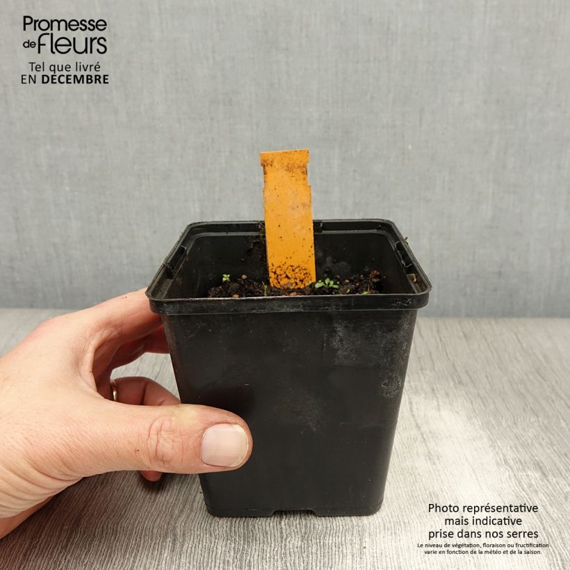 Dactylorhiza maculata - Spotted Orchi 8/9 cm pot sample as delivered in winter