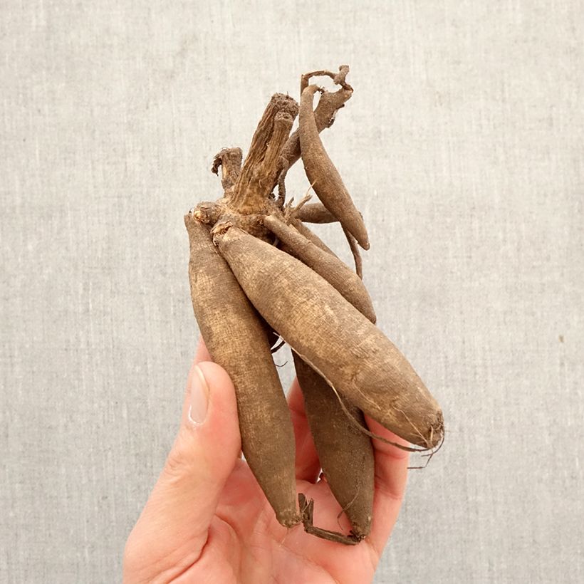 Dahlia Blue Bayou Bulb size I sample as delivered in spring