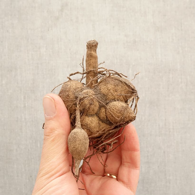 Dahlia Floorinoor Bulb size I sample as delivered in spring