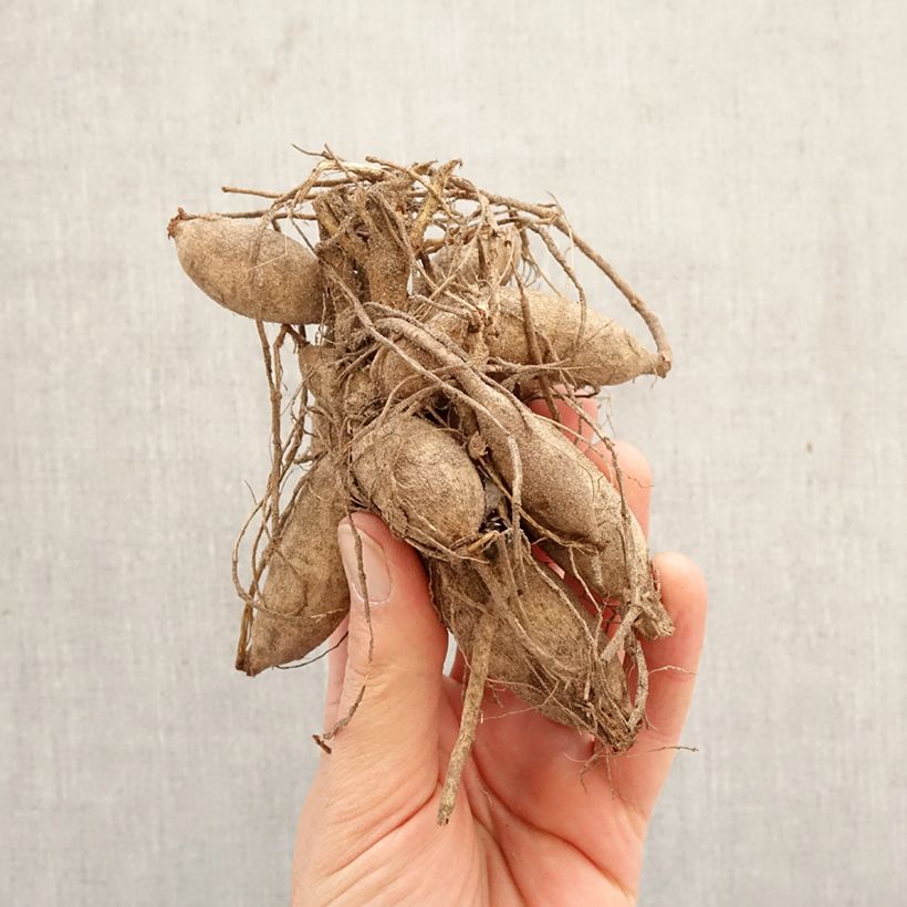 Dahlia Poodle Skirt Bulb size I sample as delivered in spring