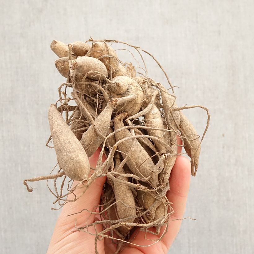 Dahlia Purpinca Bulb size I sample as delivered in spring