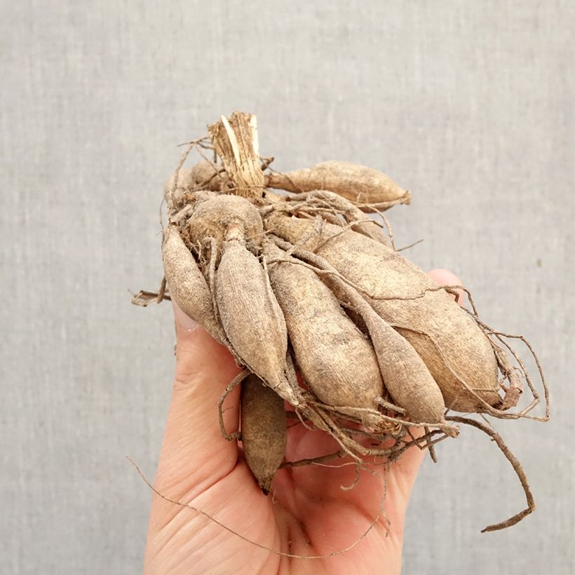 Dahlia Purple Puff Bulb sample as delivered in spring