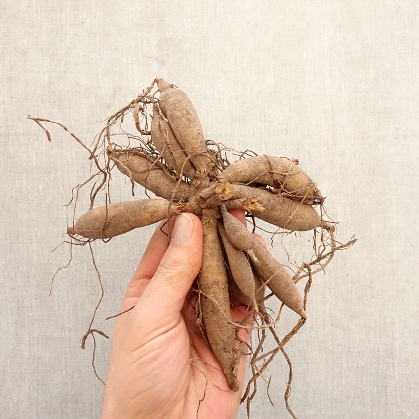 Dahlia Bantling Bulb size I sample as delivered in spring