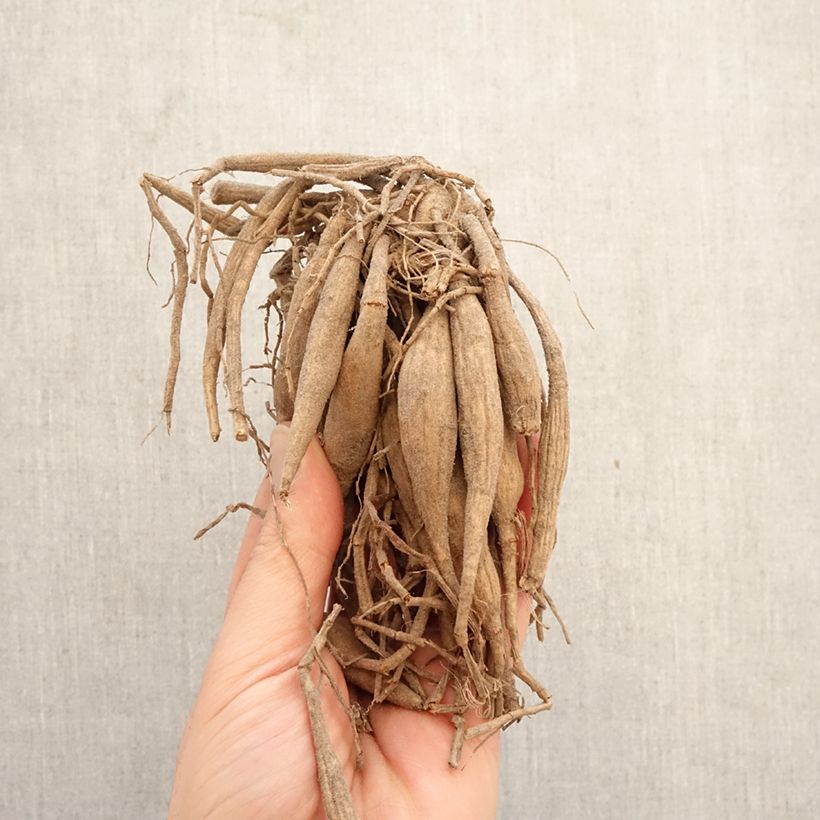 Dahlia Clearview Daniel Bulb size I sample as delivered in spring