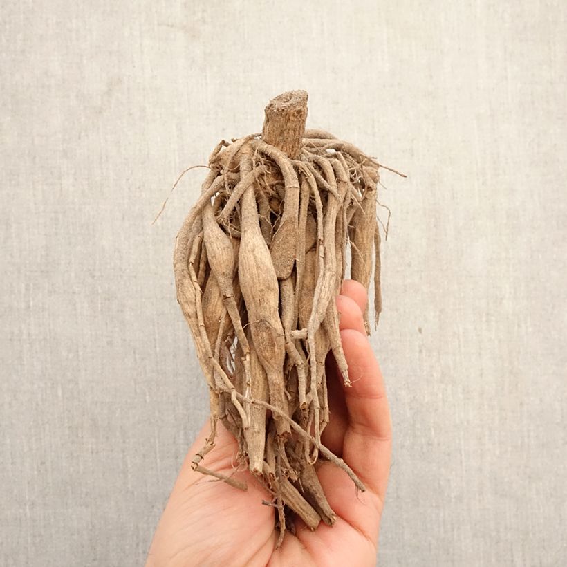 Dahlia Cum Laude Bulb sample as delivered in spring