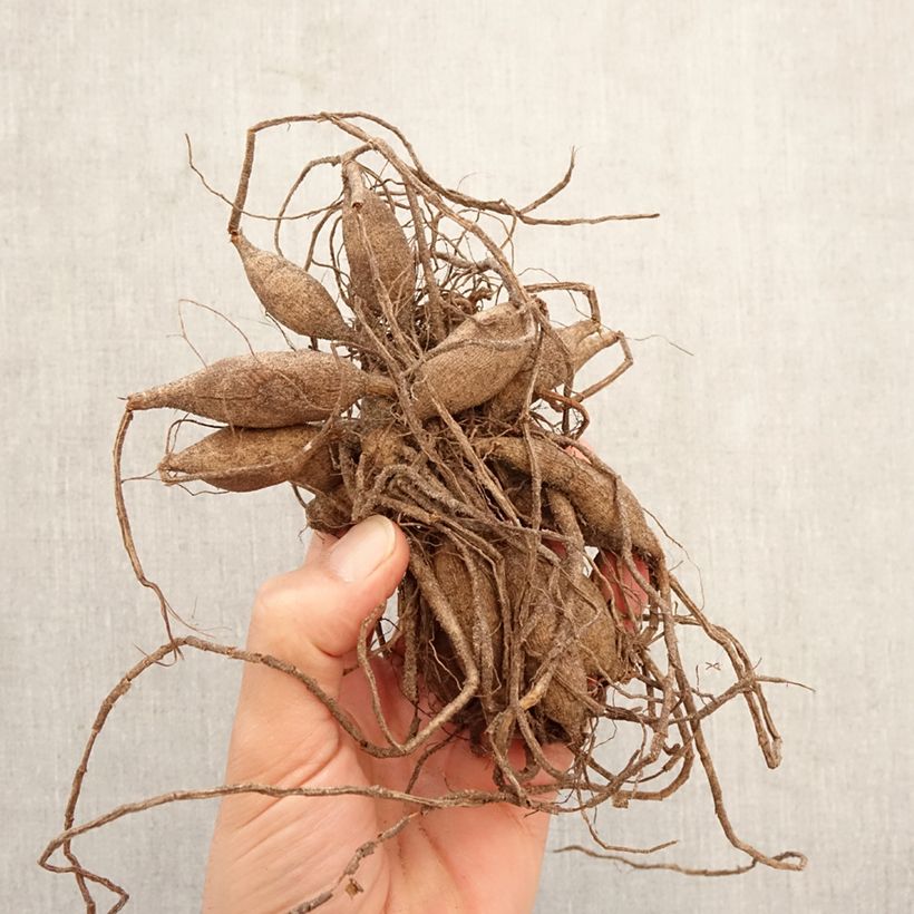 Dahlia Dear Alexander Bulb size I sample as delivered in spring