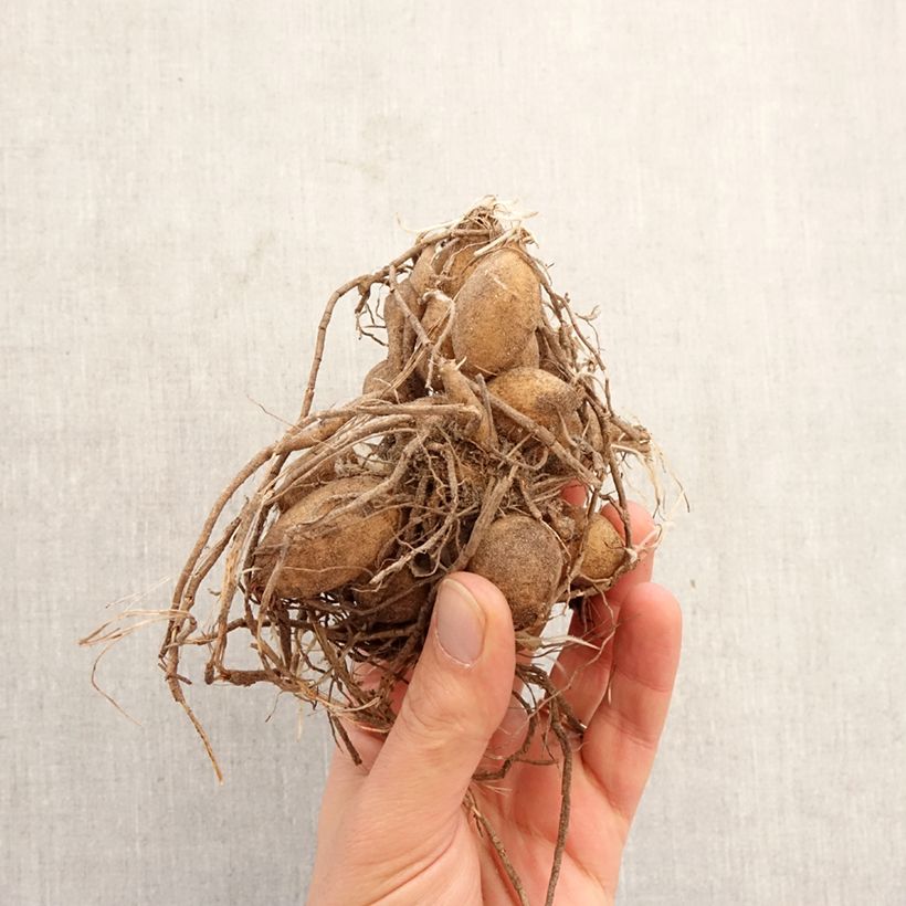 Dahlia Ice Baby Bulb size I sample as delivered in spring