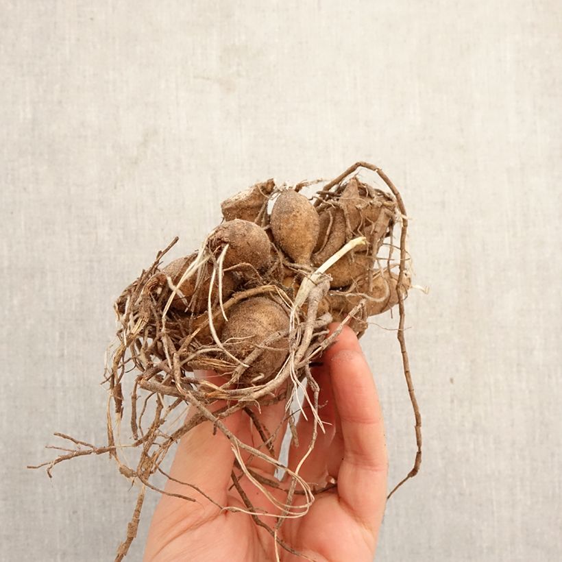 Dahlia Jowey Frambo Bulb size I sample as delivered in spring