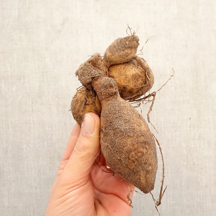 Dahlia Jowey Linda Bulb size I sample as delivered in spring