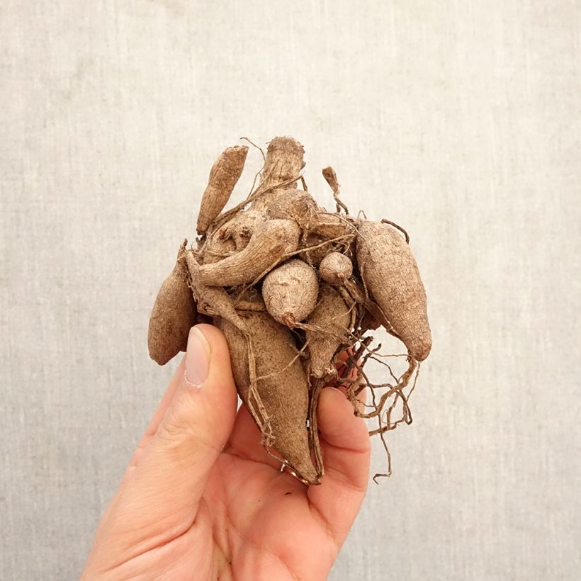 Dahlia Linda's Baby Bulb size I sample as delivered in spring