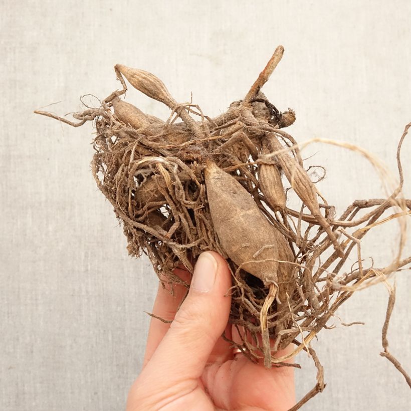 Dahlia New Baby Bulb size I sample as delivered in spring