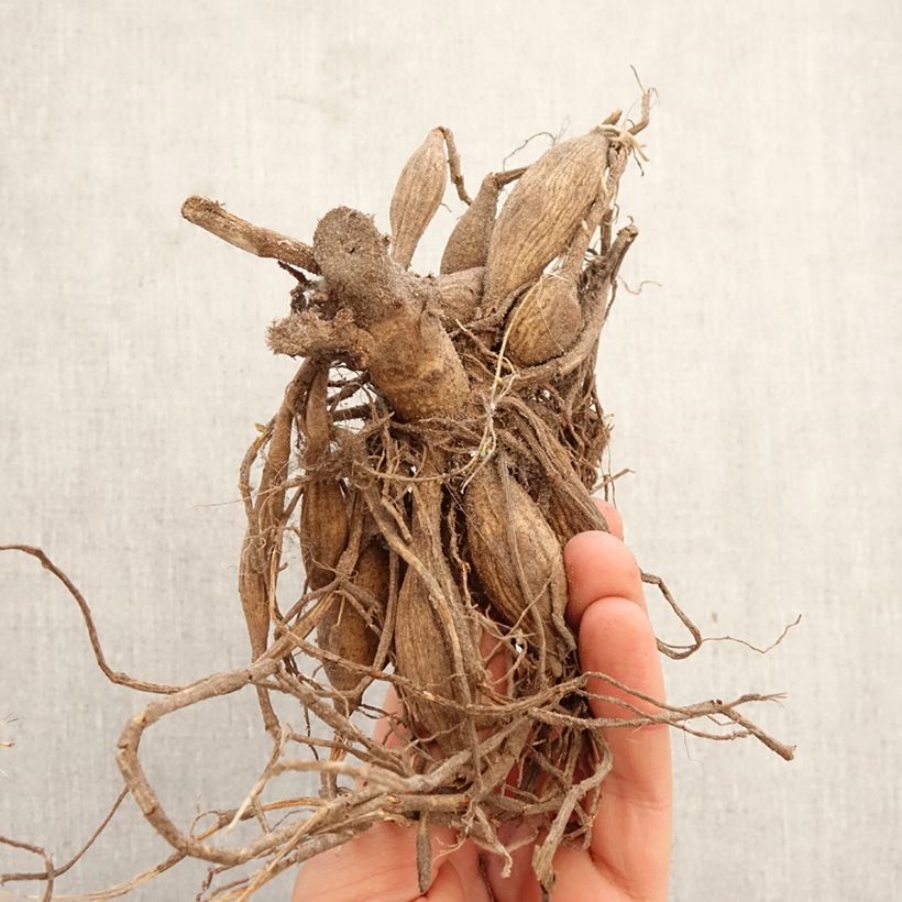 Dahlia Peter Bulb size I sample as delivered in spring