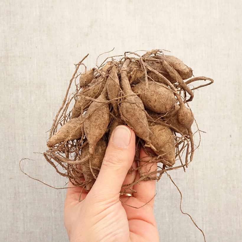 Dahlia Purple Fox Bulb size I sample as delivered in spring