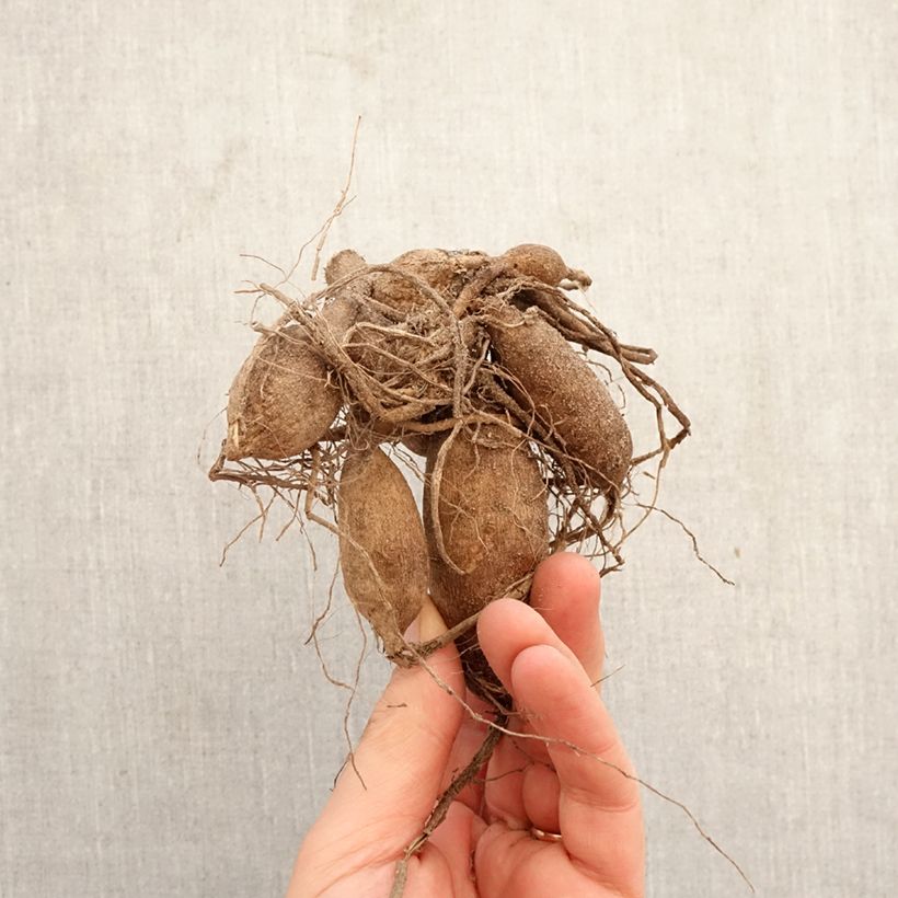 Dahlia Red Fox Bulb size I sample as delivered in spring