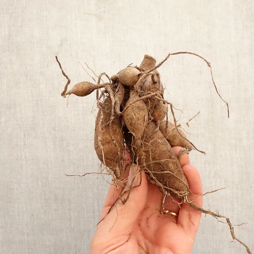 Dahlia Snow Cap Bulb size I sample as delivered in spring