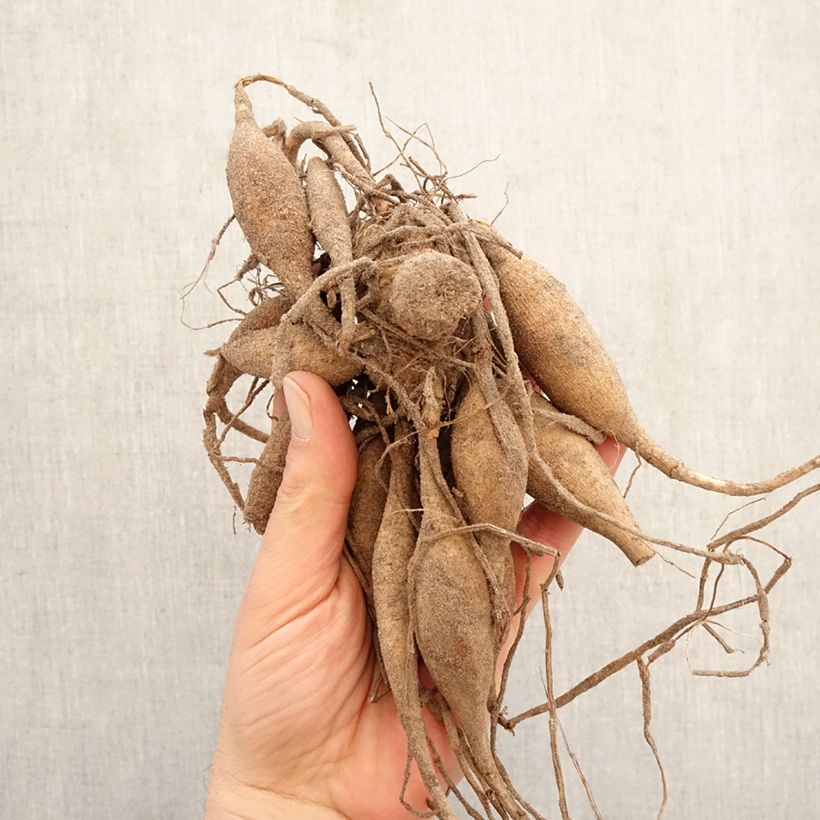 Dahlia Sylvia Bulb size I sample as delivered in spring