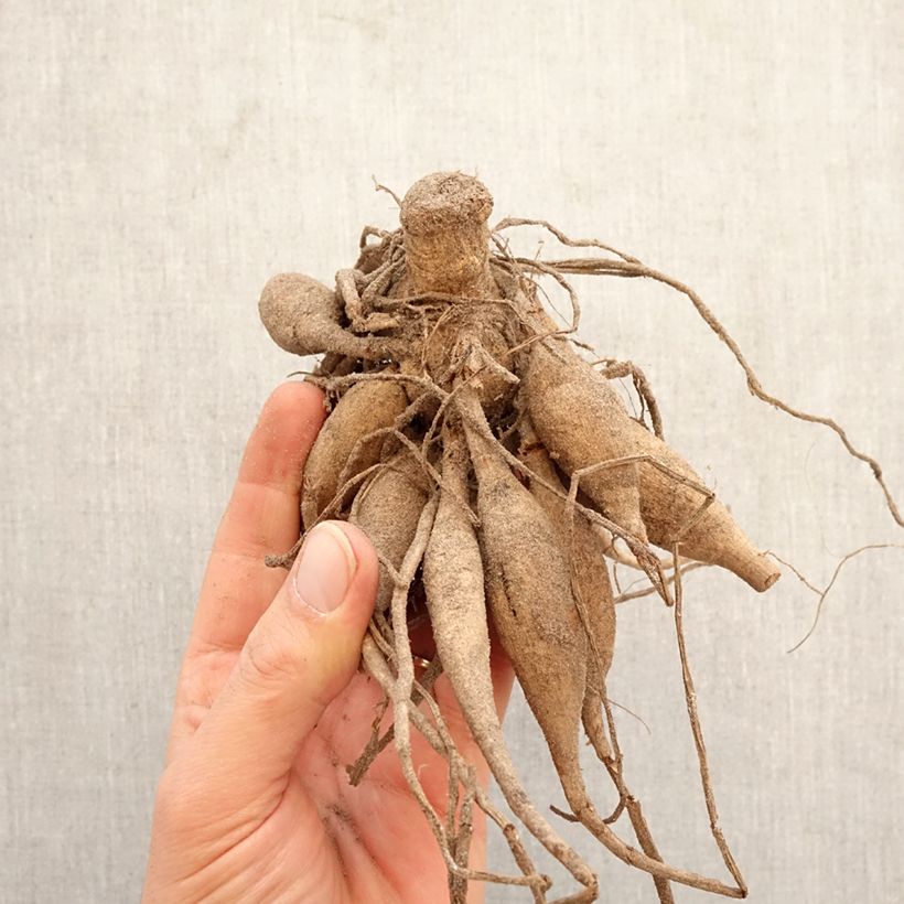 Dahlia Wizard Of Oz Bulb size I sample as delivered in spring