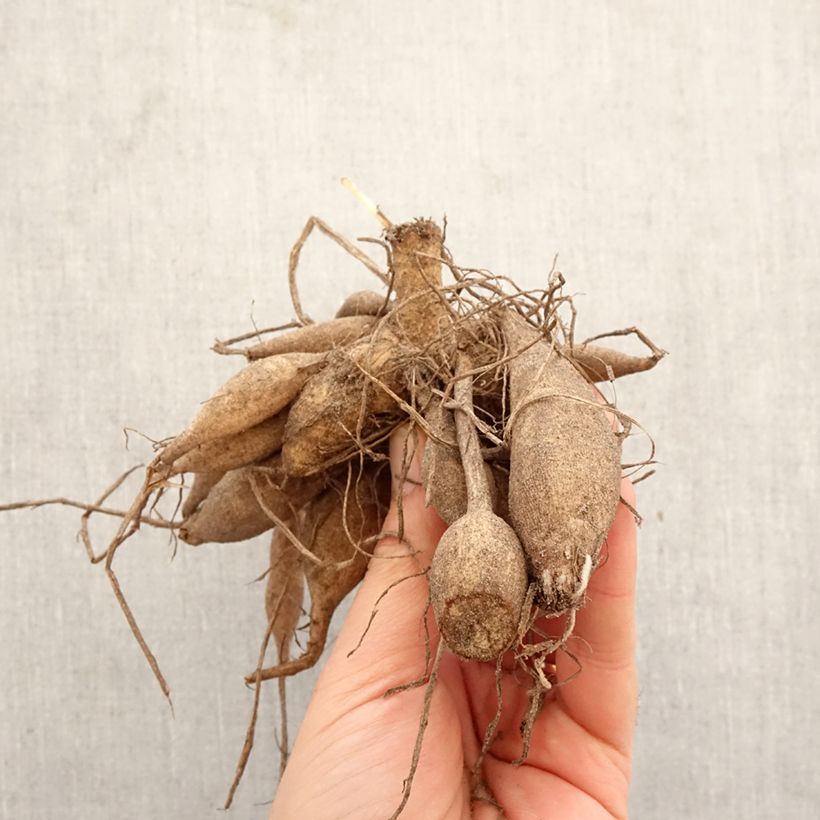 Dahlia Clair Obscur Bulb size I sample as delivered in spring