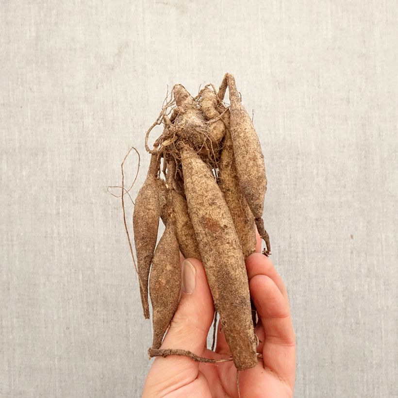 Dahlia Jaxon Bulb size I sample as delivered in spring