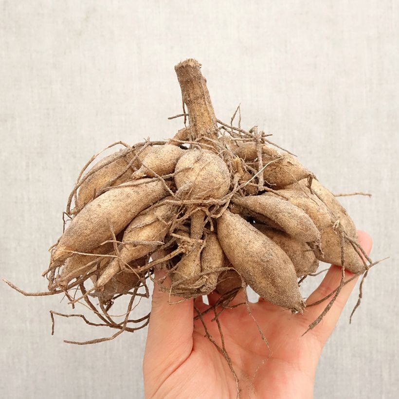 Dahlia Tsuki Yori no Shisha Bulb size I sample as delivered in spring