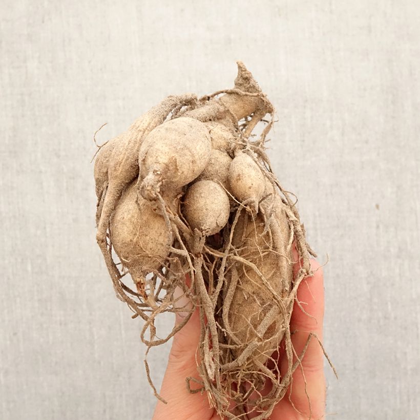 Dahlia Jeanne d Arc Bulb sample as delivered in spring