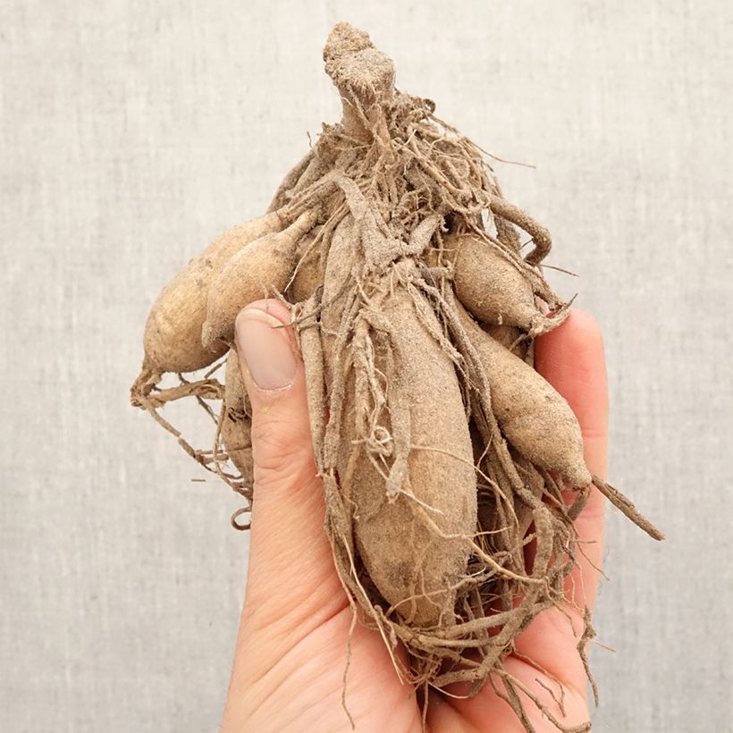 Dahlia Karma Purple Corona Bulb size I sample as delivered in spring