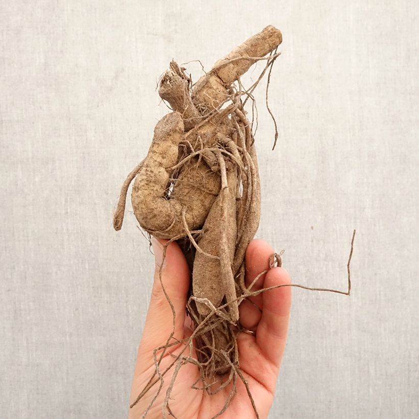 Dahlia Mingus Julie Bulb size I sample as delivered in spring