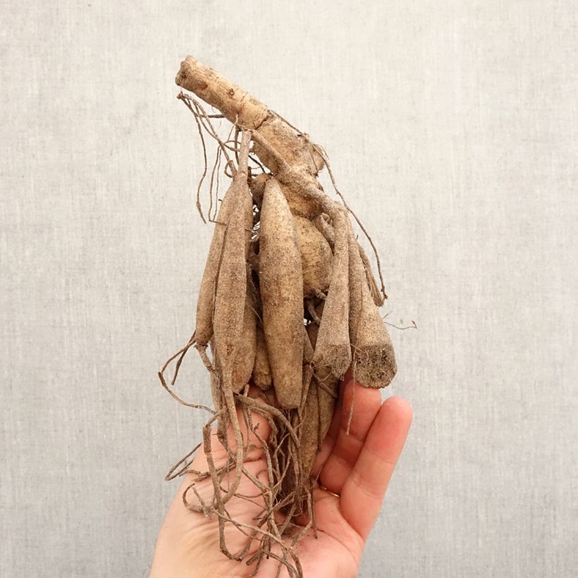 Dahlia My Love Bulb size I sample as delivered in spring