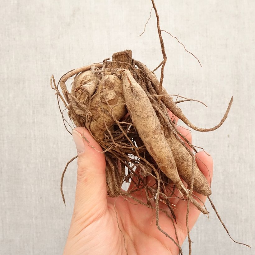 Dahlia Park Idylle Bulb size I sample as delivered in spring