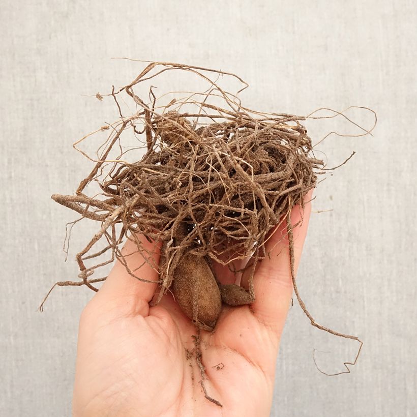 Dahlia Park Record Bulb size I sample as delivered in spring