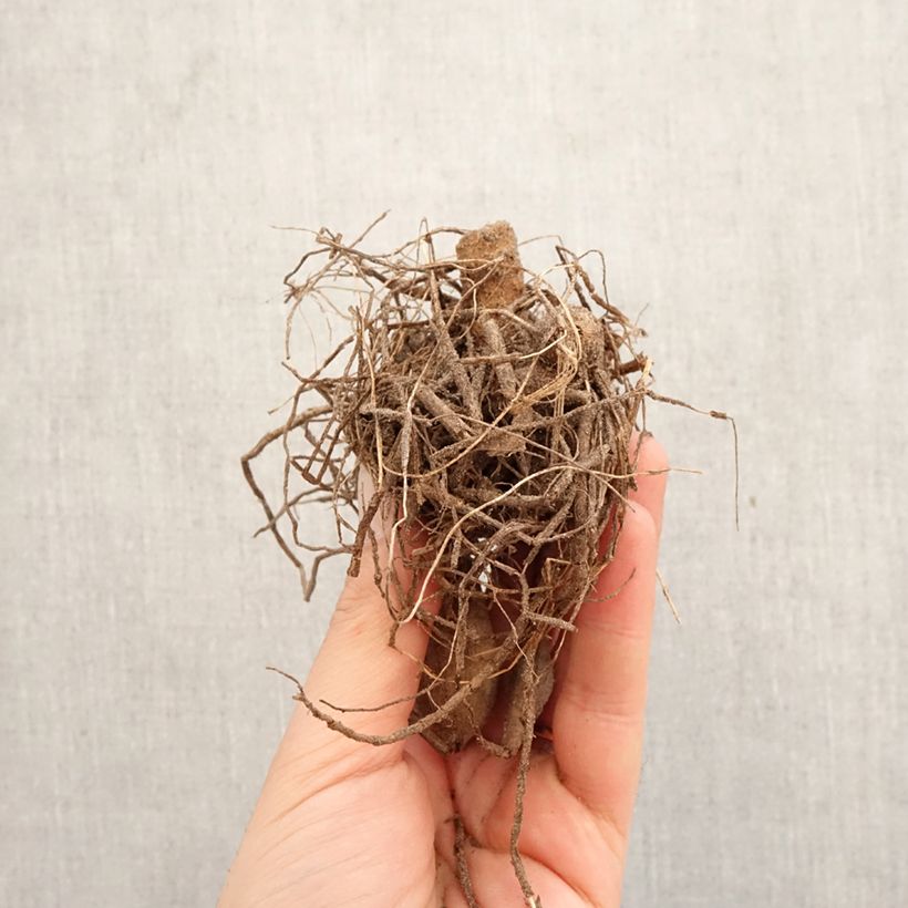 Dahlia Pianella Bulb sample as delivered in spring