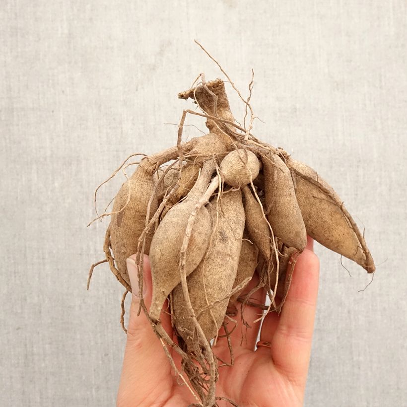 Dahlia Playa Blanca Bulb size I sample as delivered in spring