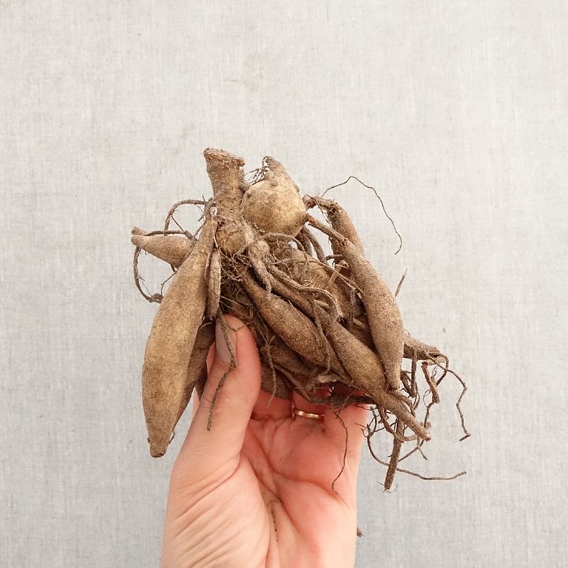 Dahlia Star's Lady Bulb sample as delivered in spring