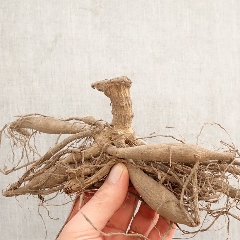 Dahlia Red Majorette Bulb sample as delivered in spring