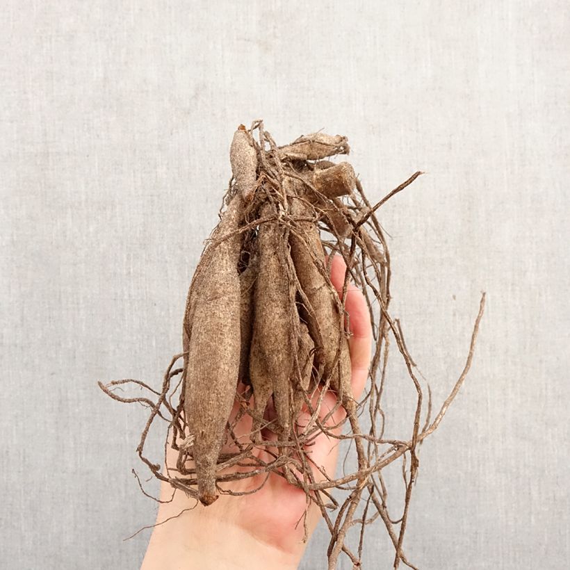 Dahlia Soeur Clarentine Bulb sample as delivered in spring