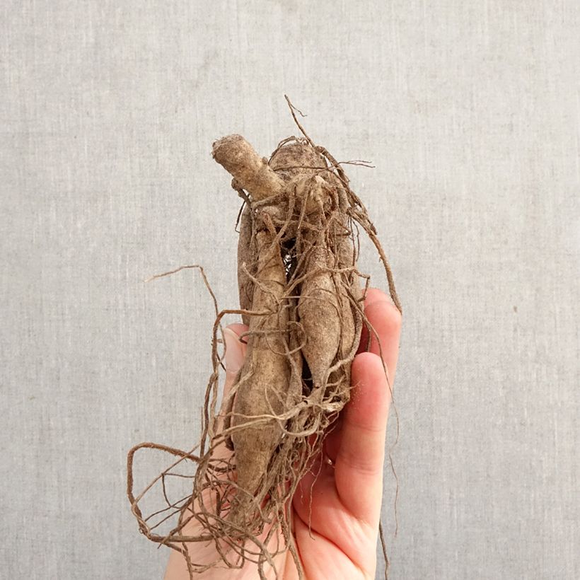 Dahlia Torsade Bulb size I sample as delivered in spring