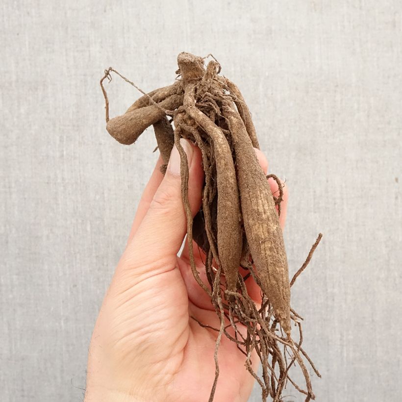 Dahlia Barcelona Bulb sample as delivered in spring