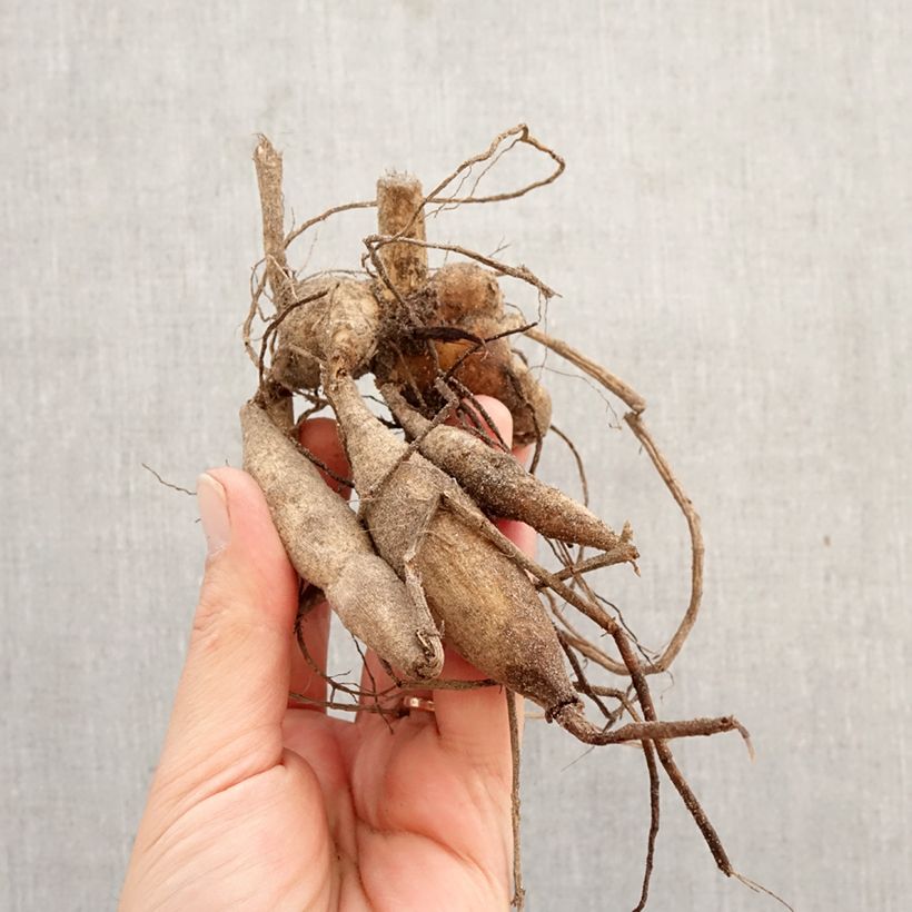 Dahlia Berner Oberland Bulb size I sample as delivered in spring