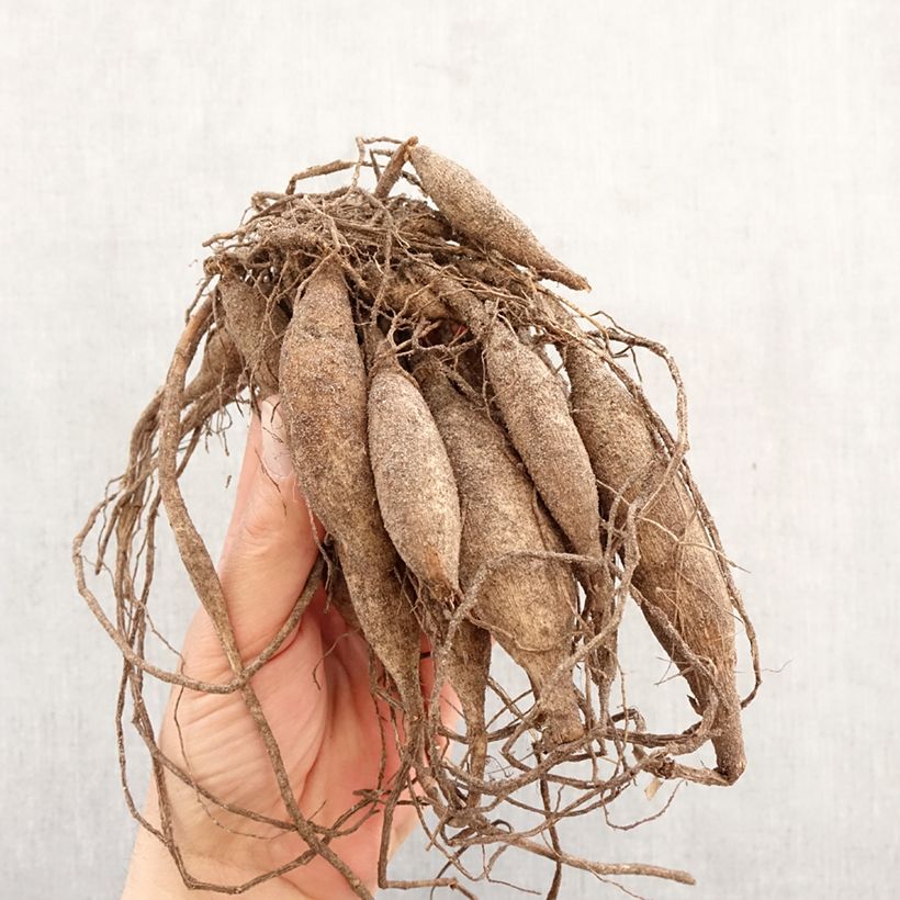 Dahlia Dr Ph. Riedell Bulb size I sample as delivered in spring