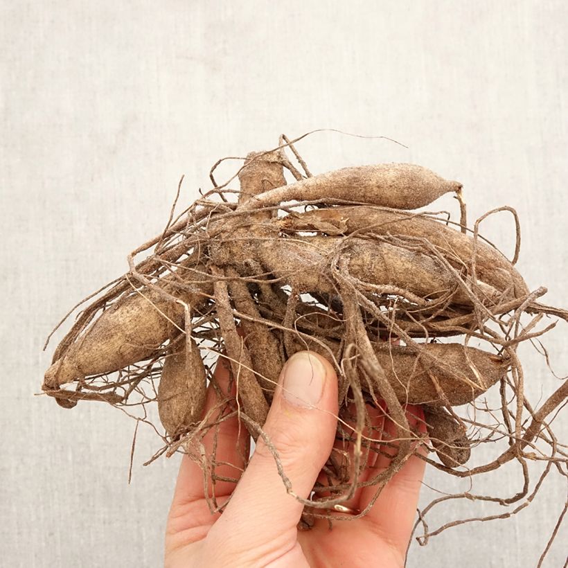 Dahlia Lauren Michele Bulb sample as delivered in spring