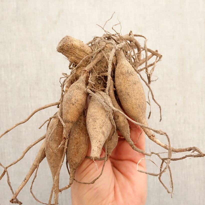 Dahlia Nonette Bulb size I sample as delivered in spring