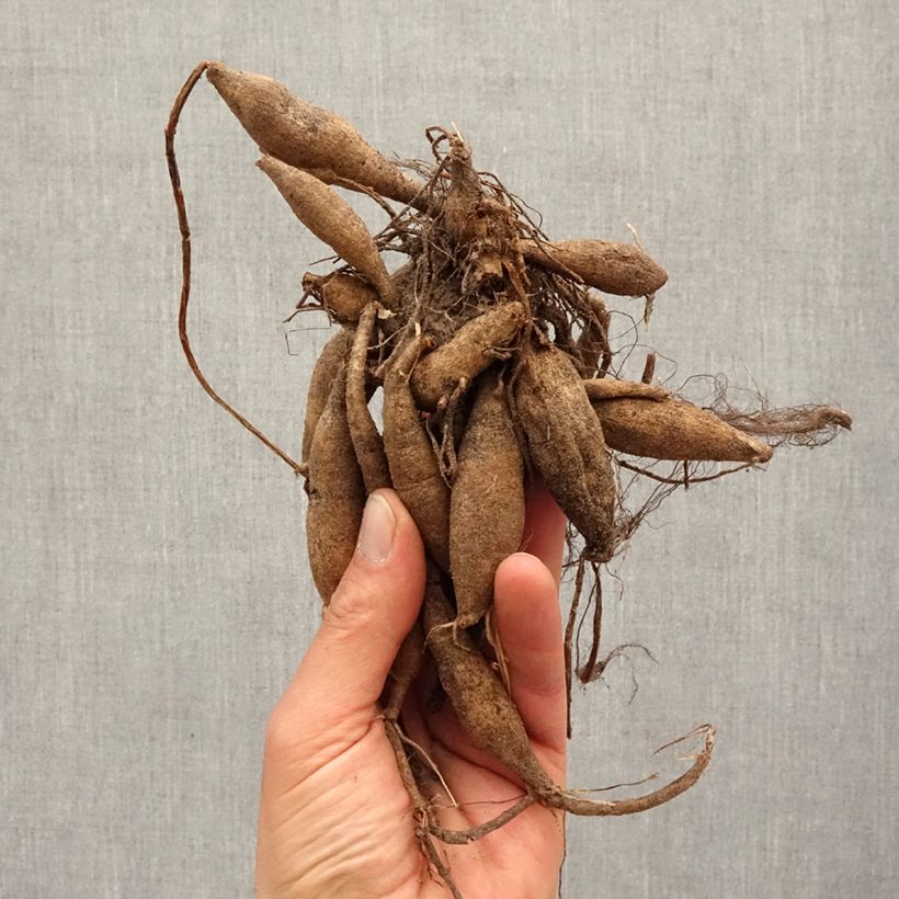 Dahlia Porcelain Bulb size I sample as delivered in spring
