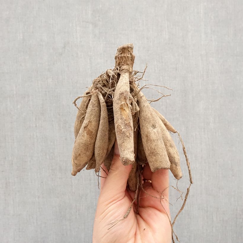 Dahlia Campus Bulb size I sample as delivered in spring