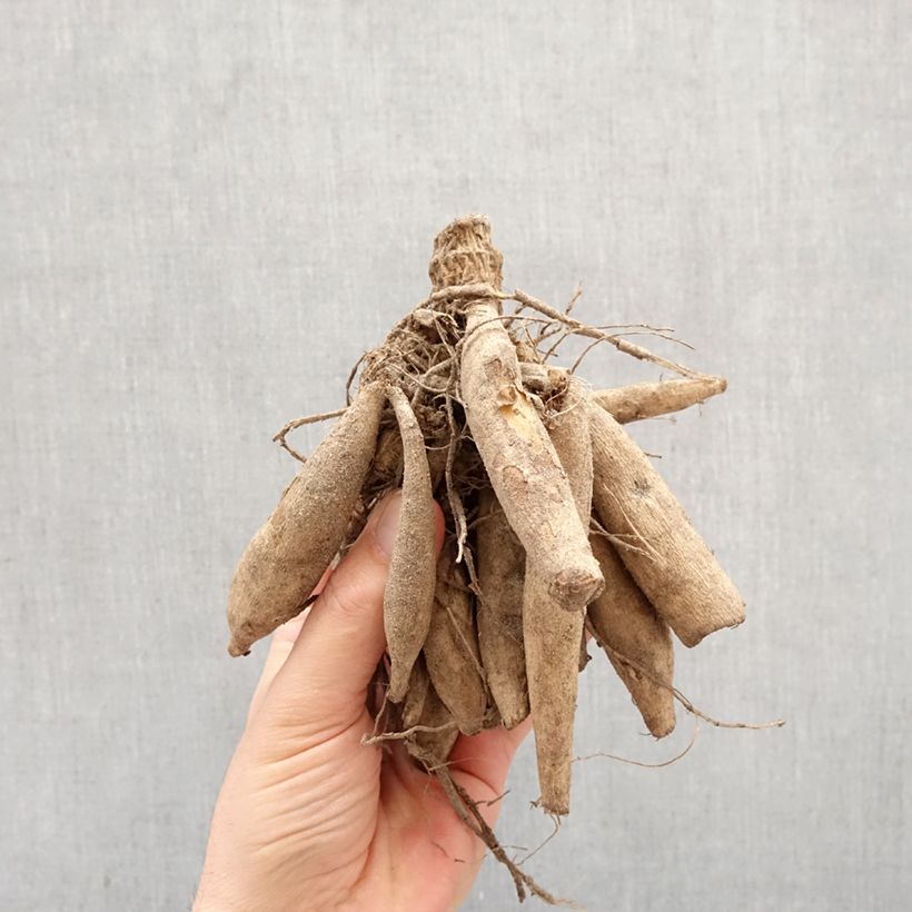 Dahlia Night Butterfly Bulb size I sample as delivered in spring